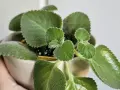 Planta de dinero en maceta, con hojas verdes y aterciopeladas. Ideal para saber donde colocar la planta del dinero y atraer prosperidad.