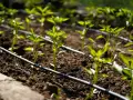 Jóvenes plantas de pimiento en un huerto con un esquema de riego por goteo.