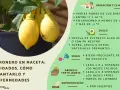 Limonero en maceta: cuidados, cómo plantar un limonero, ubicación, suelo, riego, abono y reproducción.