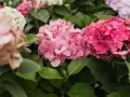 Hortensias rosadas y fucsias, con hojas verdes. Consejos para sus cuidados y floración.