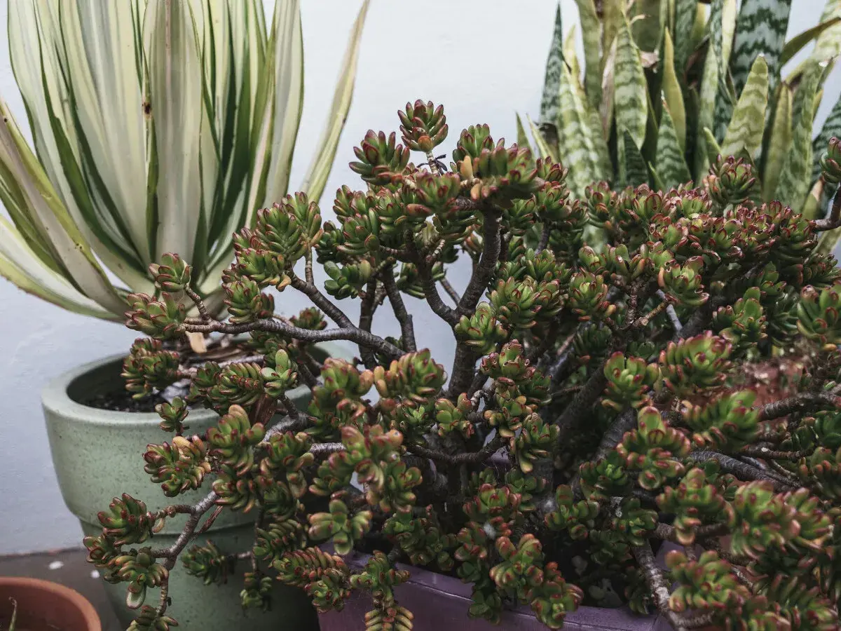Una planta de jade con hojas carnosas y bordes rojizos, junto a otras suculentas en macetas.