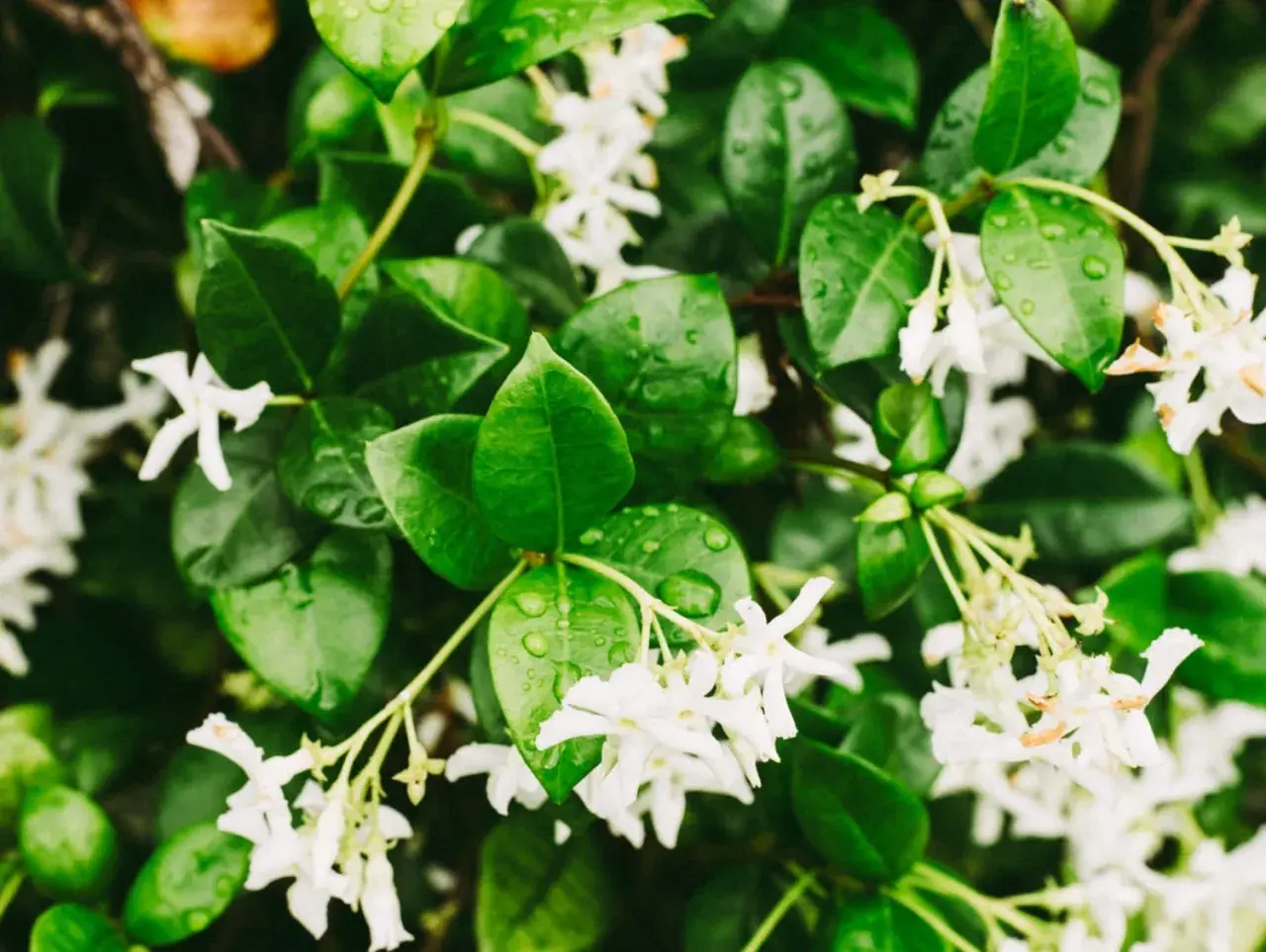 Ramilletes de flores blancas de galán de noche, con hojas verdes brillantes y gotas de agua.