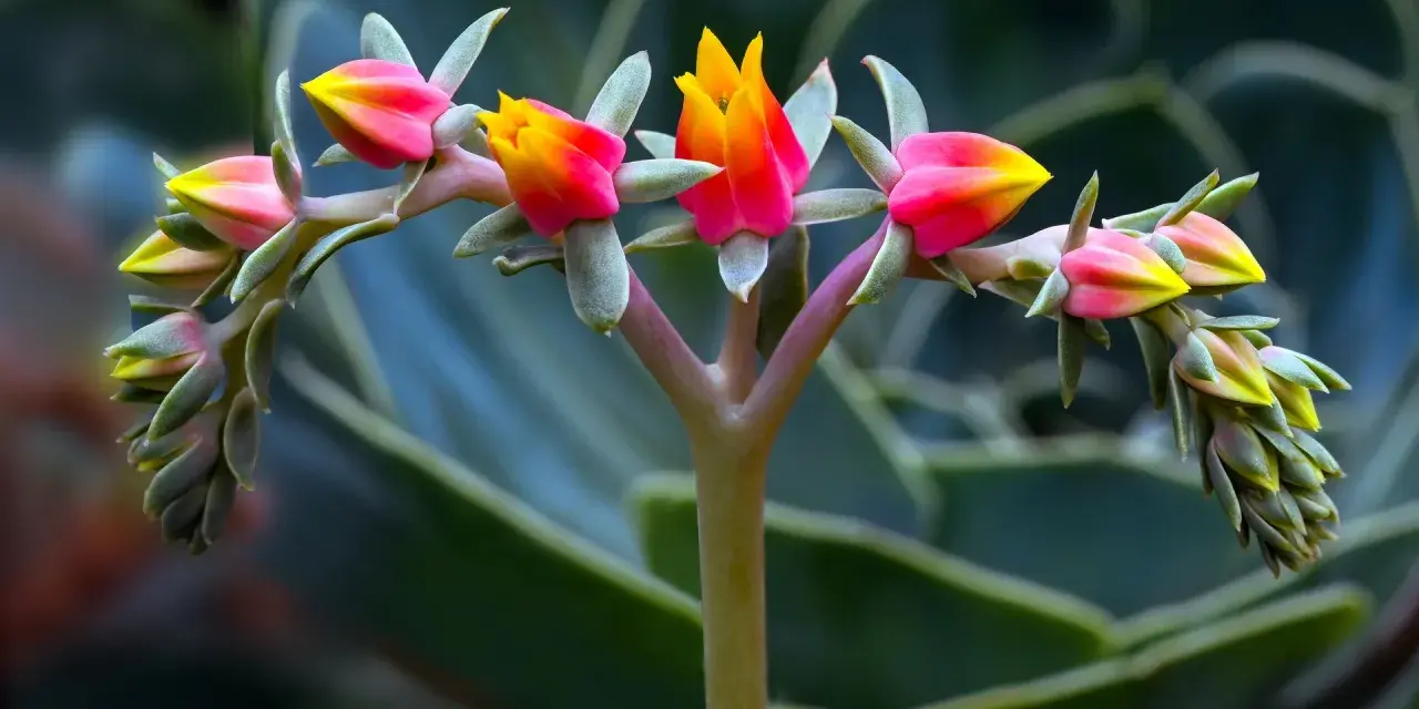 Brote de suculentas de exterior con flores rosadas y amarillas, en primer plano, con hojas verdes desenfocadas al fondo.