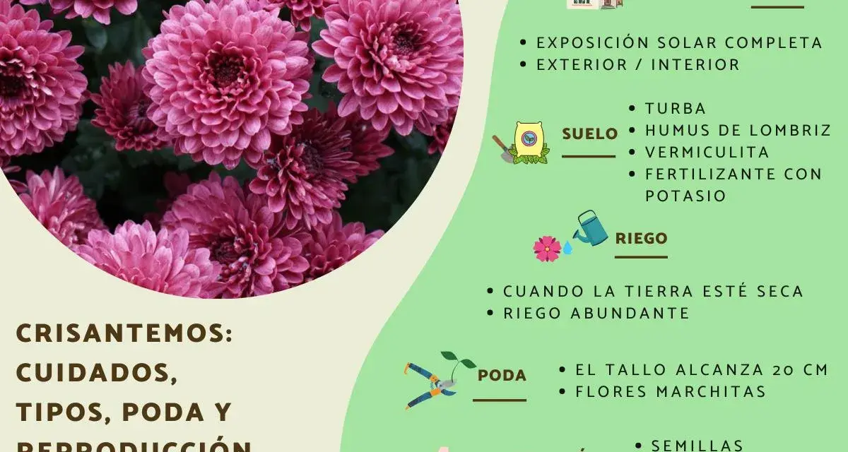 Crisantemos: cuidados, tipos, poda y reproducción. Guía para cultivar estas flores.