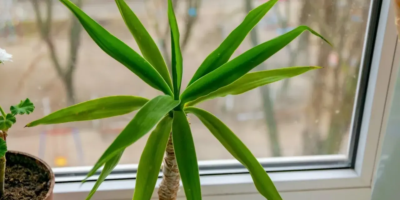 Planta de interior con hojas verdes y un tronco de brasil visible.