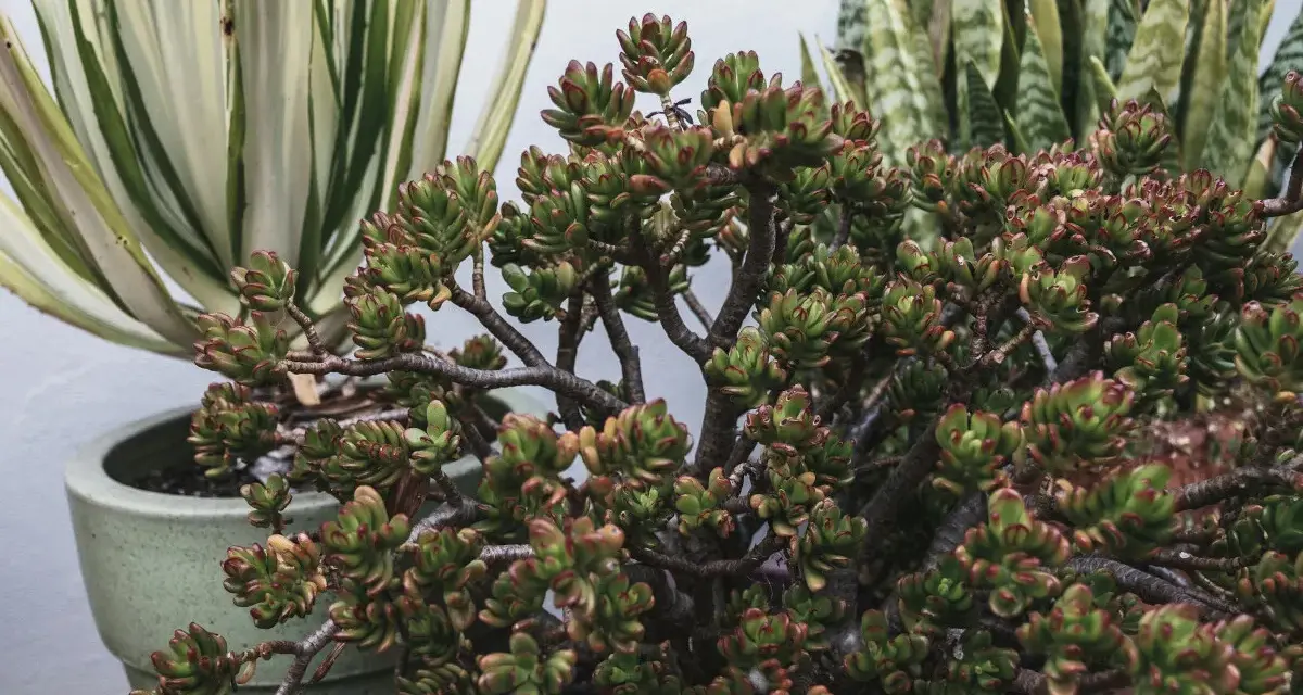 Una planta de jade con hojas carnosas y bordes rojizos, junto a otras suculentas en macetas.