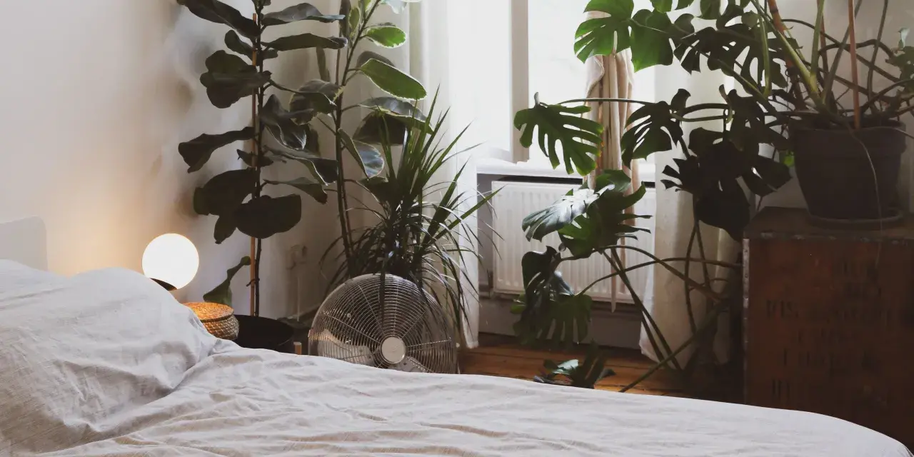 Un dormitorio acogedor con varias plantas para dormitorio, incluyendo una Monstera y un Ficus Lyrata, junto a una cama y una ventana.