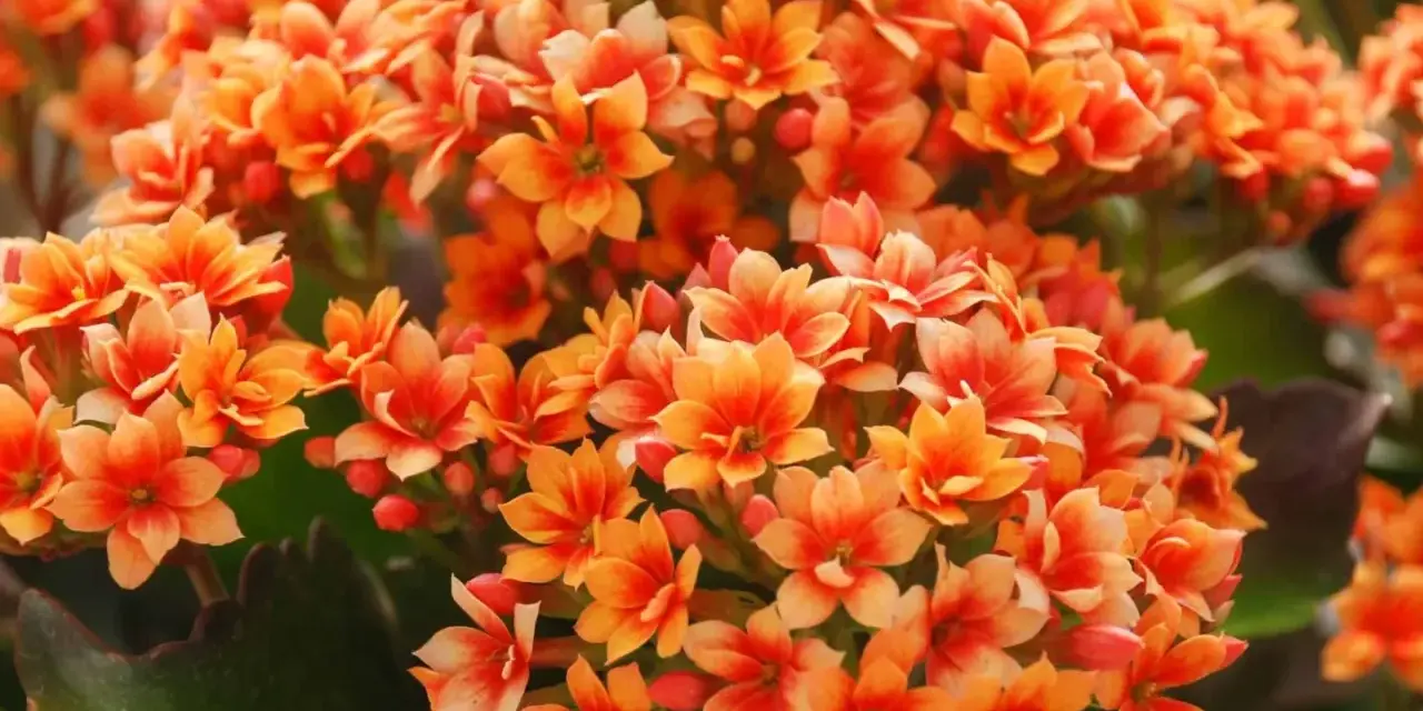 Un racimo vibrante de flores naranjas de kalanchoe planta, con pétalos delicados y hojas verdes oscuras.