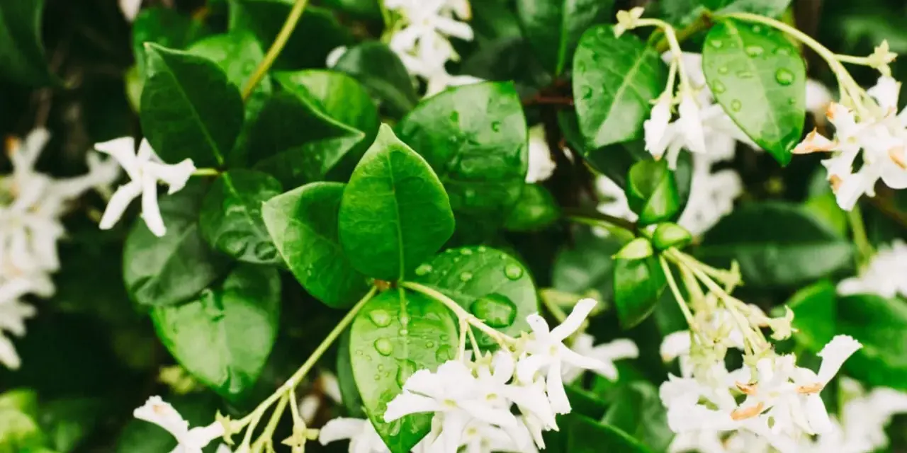 Ramilletes de flores blancas de galán de noche, con hojas verdes brillantes y gotas de agua.