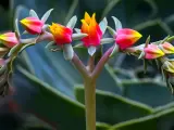 Brote de suculentas de exterior con flores rosadas y amarillas, en primer plano, con hojas verdes desenfocadas al fondo.