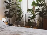 Un dormitorio acogedor con varias plantas para dormitorio, incluyendo una Monstera y un Ficus Lyrata, junto a una cama y una ventana.