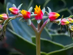 Brote de suculentas de exterior con flores rosadas y amarillas, en primer plano, con hojas verdes desenfocadas al fondo.