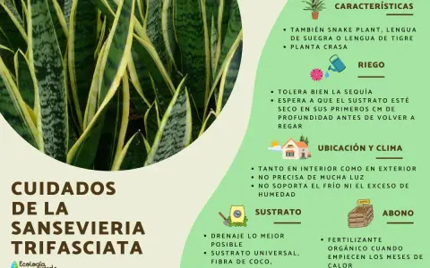 Sansevieria trifasciata, o lengua de suegra, requiere pocos cuidados: tolera la sequía, prefiere sustrato seco y buena ubicación.