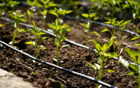Jóvenes plantas de pimiento en un huerto con un esquema de riego por goteo.