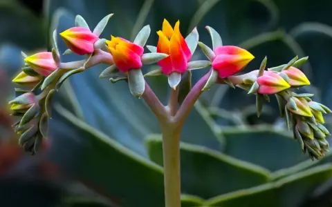 Brote de suculentas de exterior con flores rosadas y amarillas, en primer plano, con hojas verdes desenfocadas al fondo.