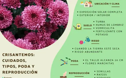 Crisantemos: cuidados, tipos, poda y reproducción. Guía para cultivar estas flores.