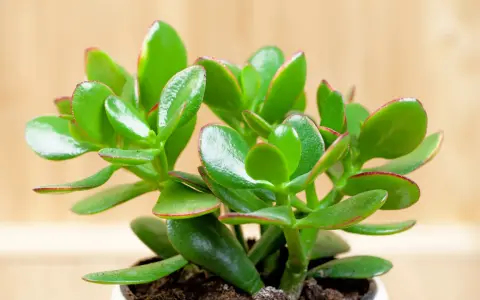 Planta de árbol de jade, conocida por su significado de buena suerte y prosperidad. Sus hojas verdes y carnosas, con bordes rojizos, brillan sobre un fondo de madera.