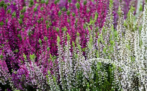 Un campo de brezos en flor, con tonos morados y blancos, ideal para aprender sobre los cuidados del brezo y su exuberante floración.