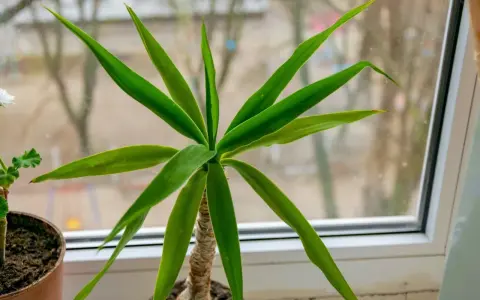 Planta de interior con hojas verdes y un tronco de brasil visible.