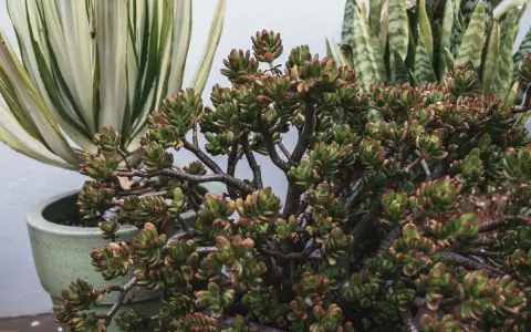 Una planta de jade con hojas carnosas y bordes rojizos, junto a otras suculentas en macetas.