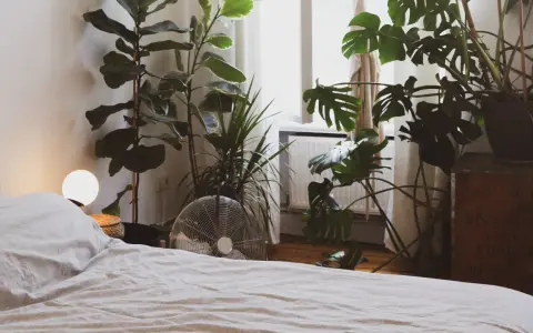 Un dormitorio acogedor con varias plantas para dormitorio, incluyendo una Monstera y un Ficus Lyrata, junto a una cama y una ventana.