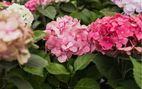 Hortensias rosadas y fucsias, con hojas verdes. Consejos para sus cuidados y floración.