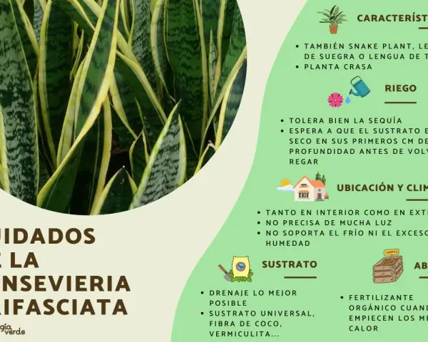 Sansevieria trifasciata, o lengua de suegra, requiere pocos cuidados: tolera la sequía, prefiere sustrato seco y buena ubicación.