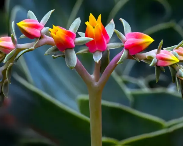 Brote de suculentas de exterior con flores rosadas y amarillas, en primer plano, con hojas verdes desenfocadas al fondo.