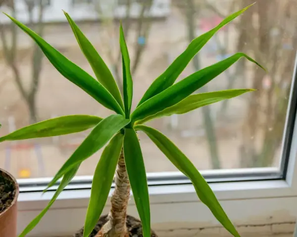 Planta de interior con hojas verdes y un tronco de brasil visible.