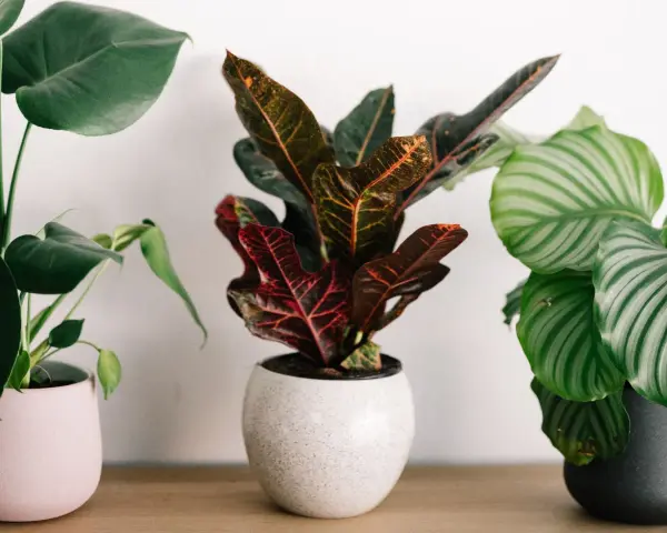 Tres plantas pequeñas de interior: una Monstera con hojas verdes, una Croton con hojas rojas y naranjas, y una Calathea con hojas rayadas verdes y blancas.