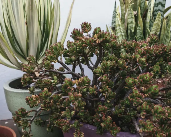 Una planta de jade con hojas carnosas y bordes rojizos, junto a otras suculentas en macetas.