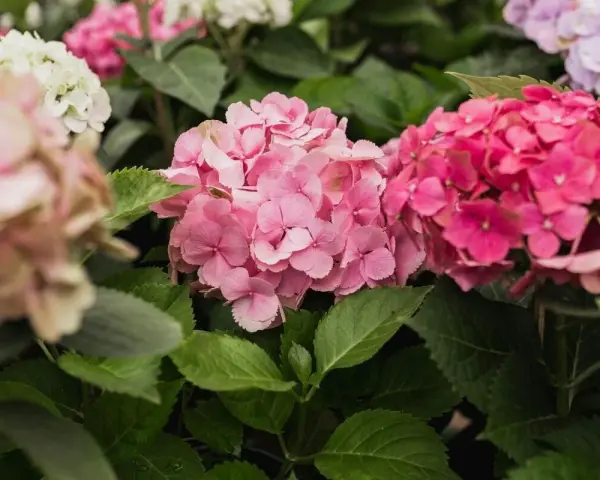 Hortensias rosadas y fucsias, con hojas verdes. Consejos para sus cuidados y floración.