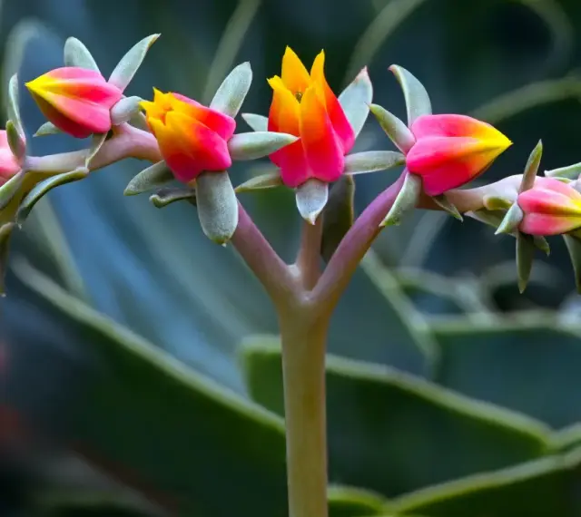 Brote de suculentas de exterior con flores rosadas y amarillas, en primer plano, con hojas verdes desenfocadas al fondo.