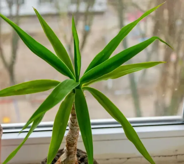 Planta de interior con hojas verdes y un tronco de brasil visible.