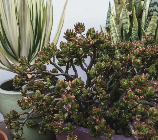 Una planta de jade con hojas carnosas y bordes rojizos, junto a otras suculentas en macetas.