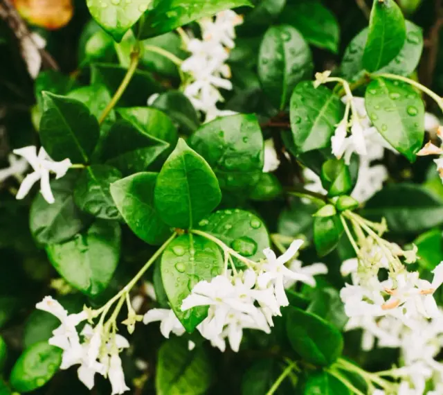 Ramilletes de flores blancas de galán de noche, con hojas verdes brillantes y gotas de agua.