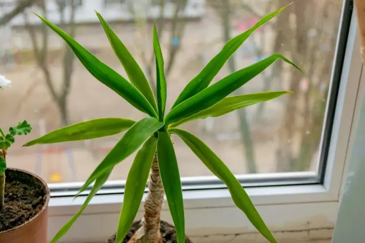 Planta de interior con hojas verdes y un tronco de brasil visible.