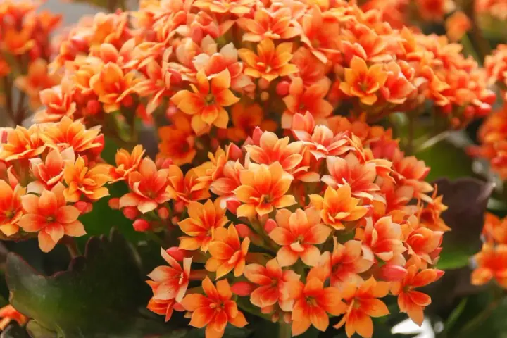 Un racimo vibrante de flores naranjas de kalanchoe planta, con pétalos delicados y hojas verdes oscuras.
