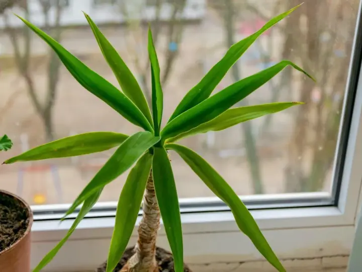 Planta de interior con hojas verdes y un tronco de brasil visible.