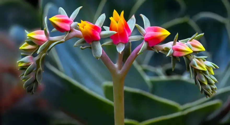 Brote de suculentas de exterior con flores rosadas y amarillas, en primer plano, con hojas verdes desenfocadas al fondo.