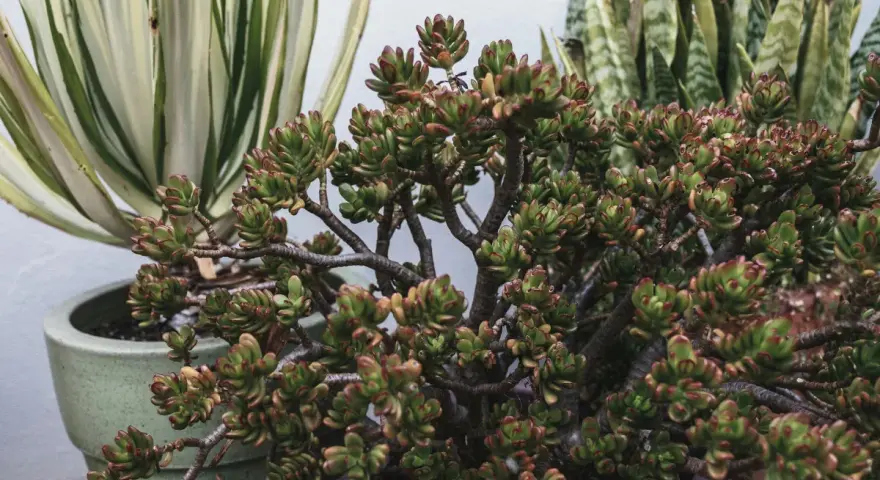 Una planta de jade con hojas carnosas y bordes rojizos, junto a otras suculentas en macetas.