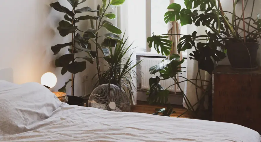Un dormitorio acogedor con varias plantas para dormitorio, incluyendo una Monstera y un Ficus Lyrata, junto a una cama y una ventana.