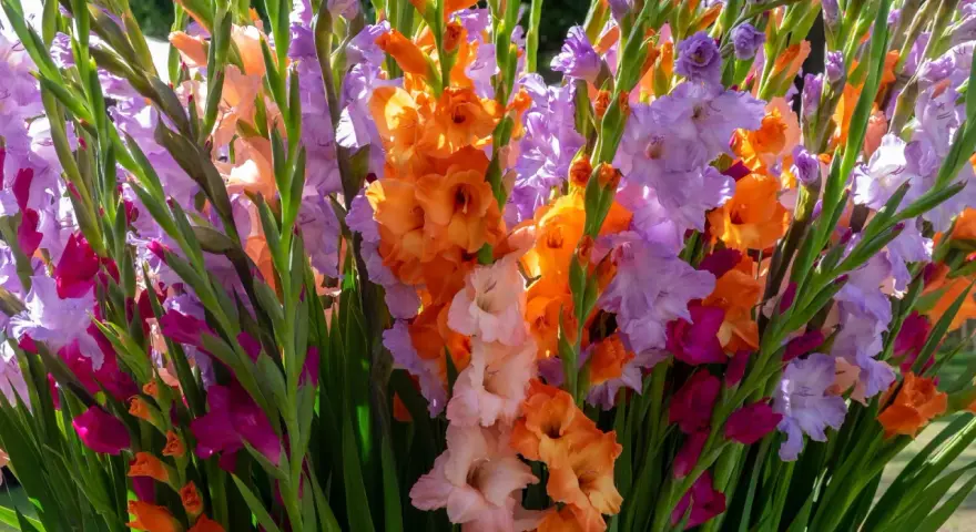 Un vibrante ramo de gladiolos en maceta, con flores en tonos naranja, lila, rosa y fucsia, iluminadas por el sol.