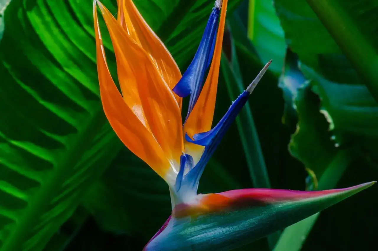 Una ex&oacute;tica flor de ave del para&iacute;so, con p&eacute;talos naranjas y azules vibrantes, emerge de exuberantes arbustos con flor.