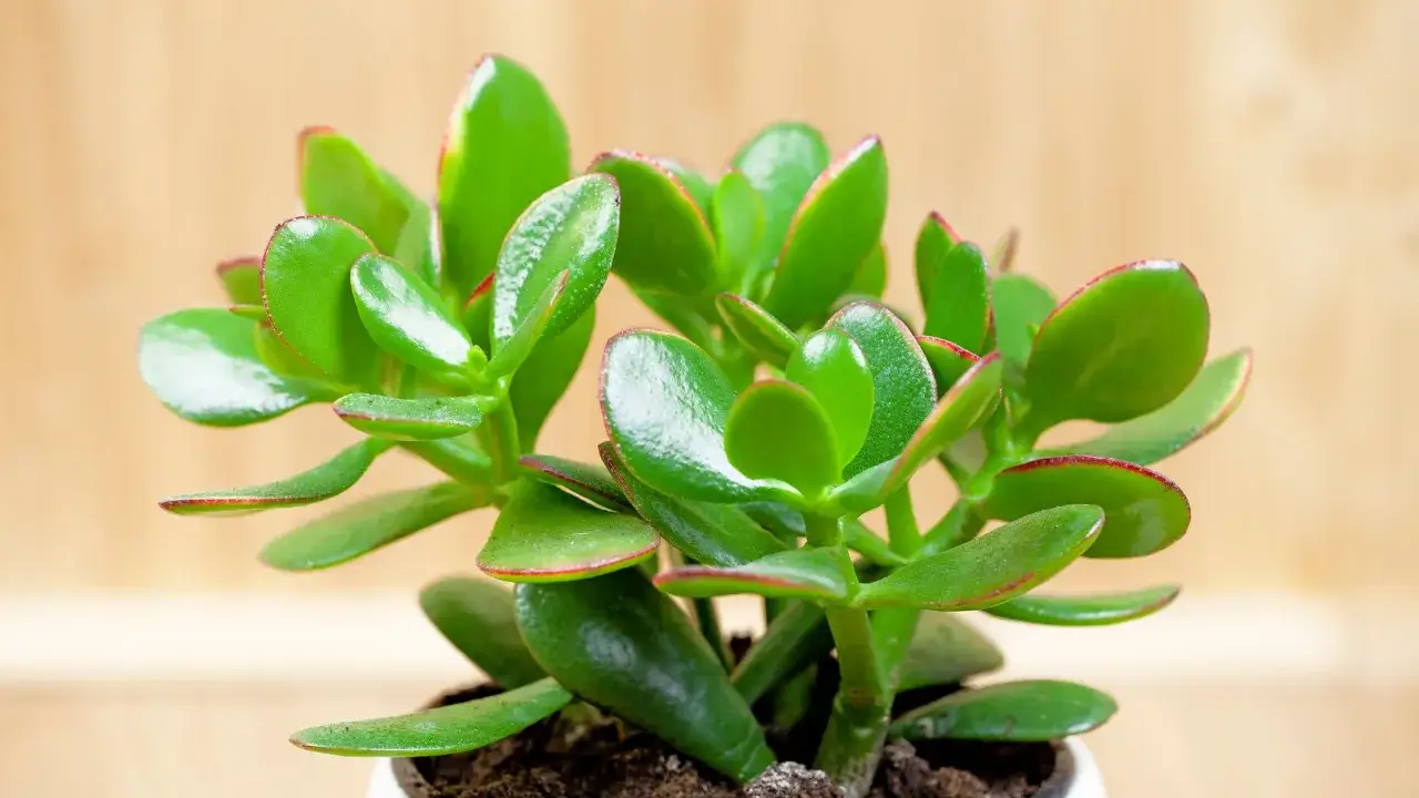 Planta de árbol de jade con hojas verdes y bordes rojizos. Consejos para sus cuidados.