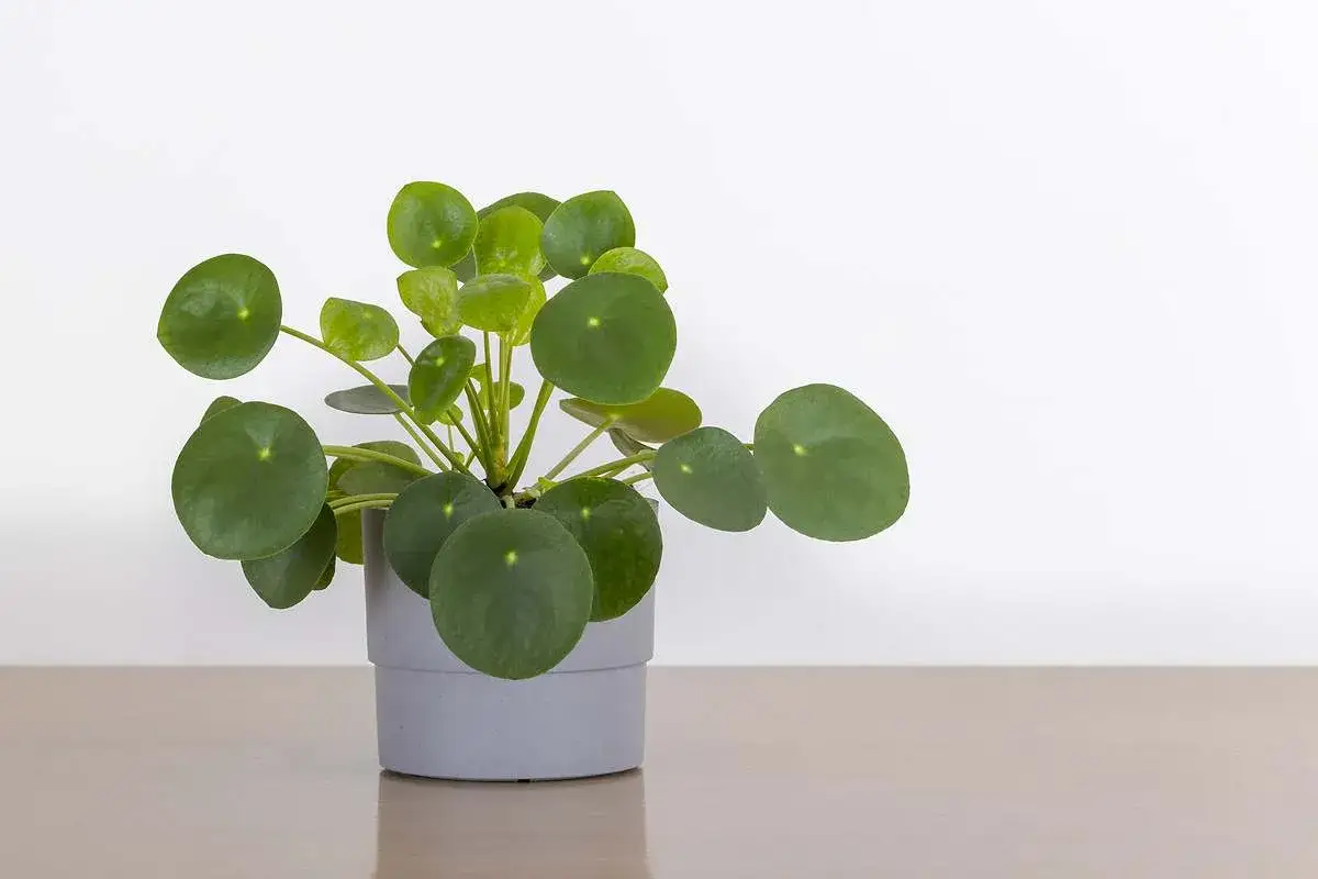 Planta del dinero en maceta gris, ideal para cualquier rinc&oacute;n luminoso de tu hogar. Sus hojas redondas y verdes atraen la buena fortuna.
