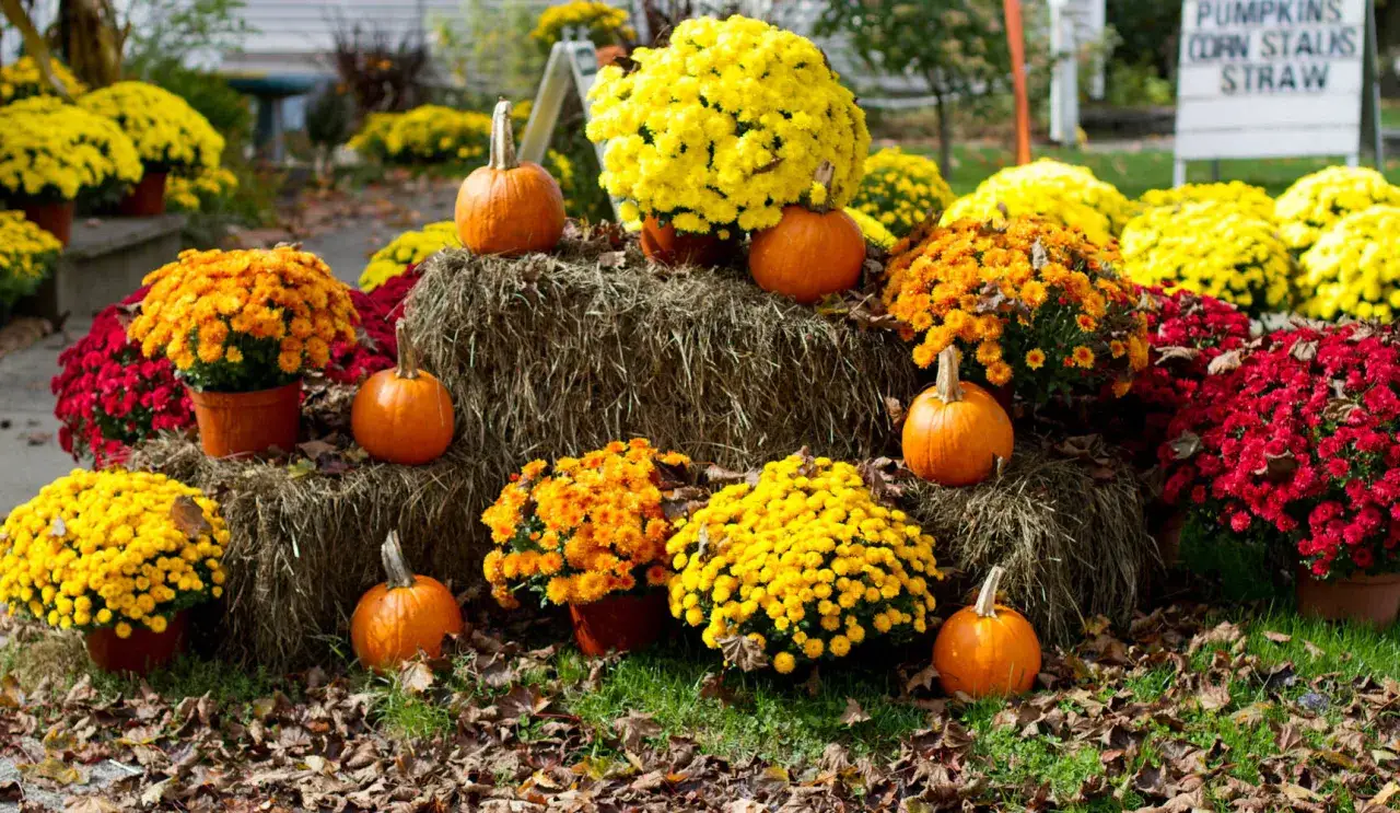Crisantemo cuidados: flores de otoño en macetas, calabazas y fardos de heno crean una escena festiva.