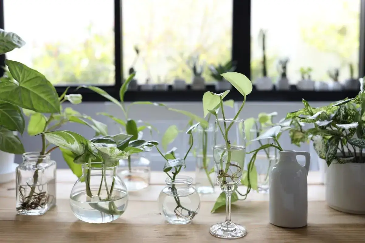 Varias plantas en agua, con ra&iacute;ces visibles, dispuestas en diferentes recipientes de vidrio y cer&aacute;mica sobre una mesa de madera.