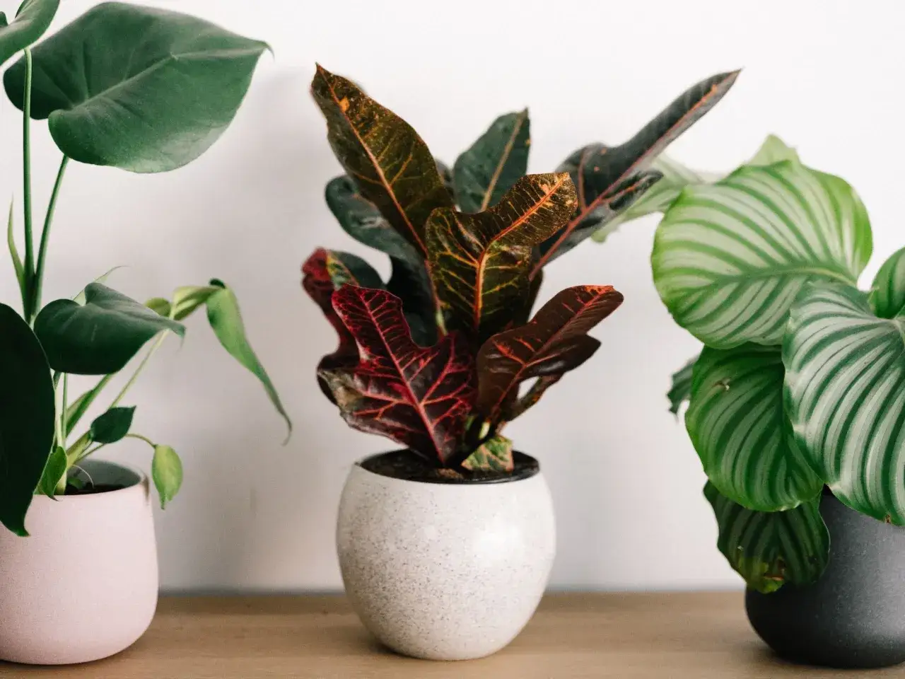 Tres plantas peque&ntilde;as de interior: una Monstera con hojas verdes, una planta de Croton con hojas rojas y naranjas, y una planta Calathea con hojas rayadas verdes y blancas.