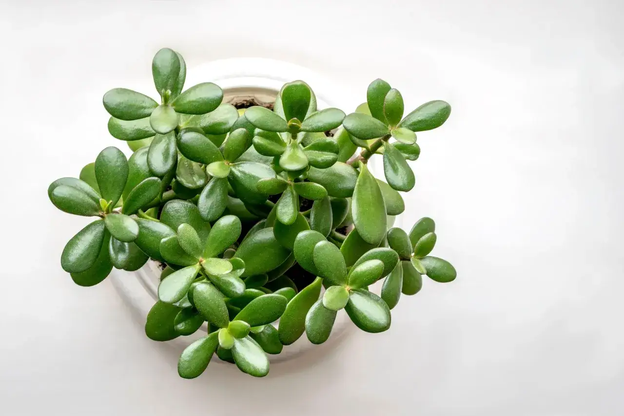 Planta de árbol de jade en maceta blanca, símbolo de prosperidad y buena suerte. Sus hojas carnosas y verdes evocan crecimiento y abundancia.